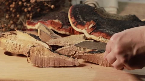 Ganoderma lucidum mushroom Stock Footage 152794212