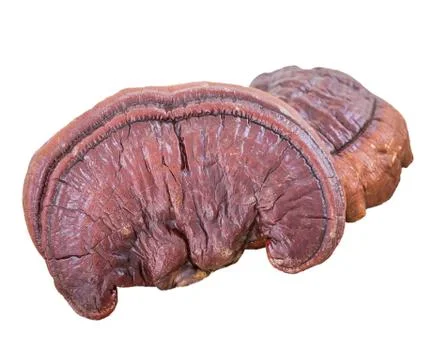 Ganoderma Lucidum Mushroom on white background Stock Photos