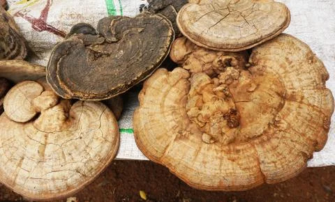 Ganoderma lucidum Stock Photos