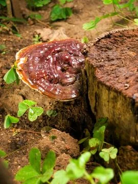 Ganoderma mushroom Stock Photos