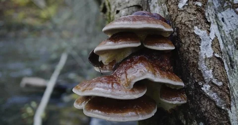 The Ganoderma Mushroom on а tree Stock Footage 96384133