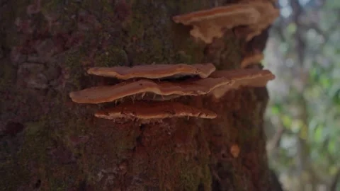 Ganoderma Mushrooms Growing on Tree Stock Footage 293861217