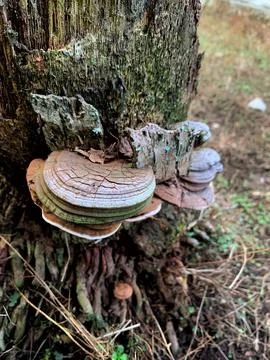 Ganoderma mushrooms Stock Photos