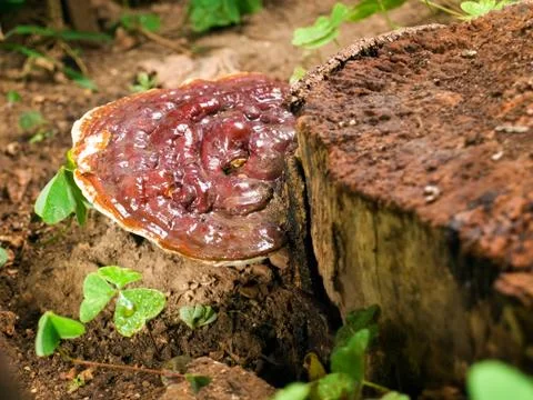 Ganoderma Stock Photos