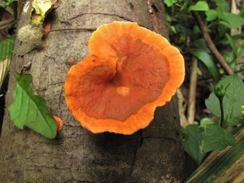 Ganoderma Photos