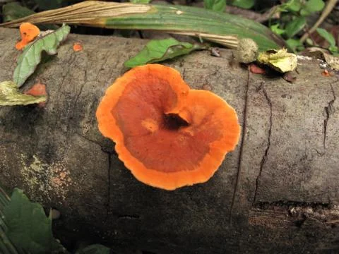 Ganoderma Stock Photos