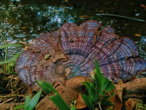 Ganoderma sp. 写真素材