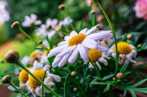 Gänseblümchen Stock Photos