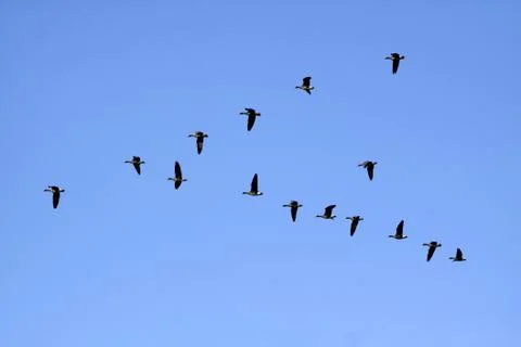 Gänsezug Stock Photos