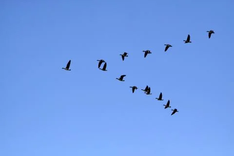 Gänsezug Stock Photos