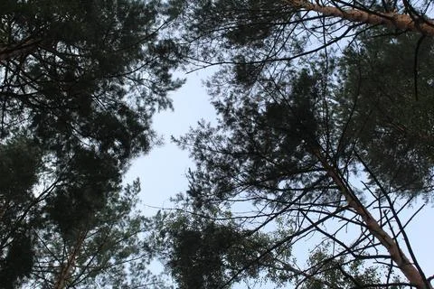 The gap between the branches of trees against the background of a blue sky Stock Photos
