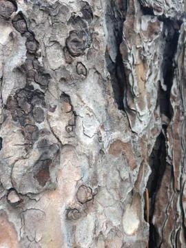The gap between layers for the nest in Sapporo Japan 写真素材