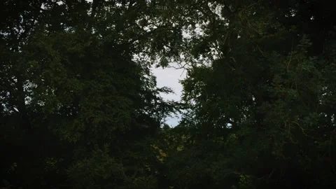 Gap in between trees nature scene backdrop stock footage Vídeo Stock 315065967