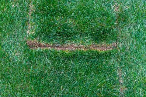 Gap between two laid sod lawn pieces (straight) Stock Photos