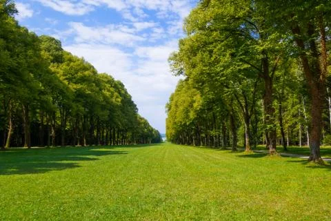 The gap between two rows of trees in a coniferous forest and beautiful blue s Stock Photos