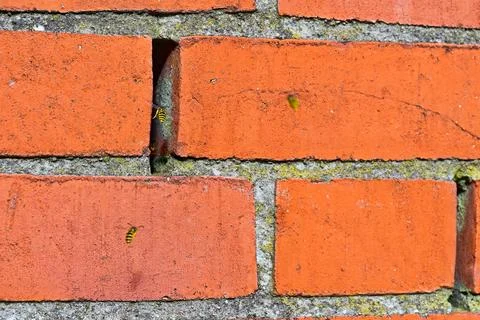 Gap in brick wall used by wasps entering nest inside hollow mortar space. Stock Photos