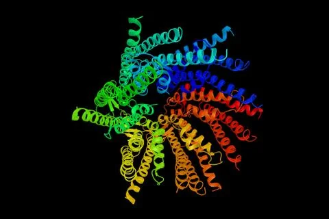 Gap junction beta-2 protein, a protein that in humans is encoded by the GJB.. Stock Illustration