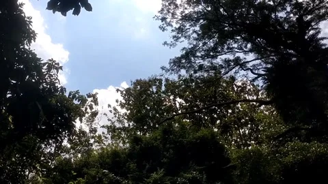 A gap of light behind the trees Vídeos de archivo 332469826