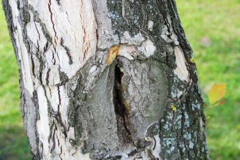 Gap on the old tree's bole, blurry green grass in the background on a sunny d Stock Photos