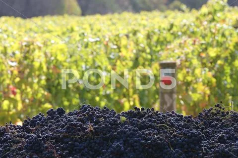 Gape Harvest Red Hill, Victoria, Australia Stock Photos