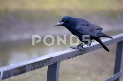 Gaper Stock Photos