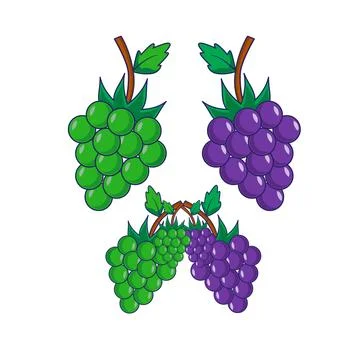 Gapes fruit on vine with leaf Stock Illustration