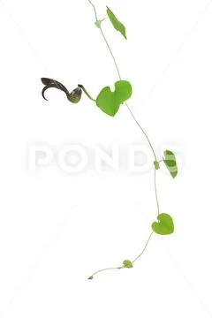Gaping Dutchman's Pipe (Aristolochia ringens) the tropical ornamental liana p Stock Photos