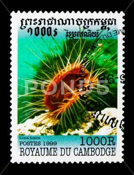 Gaping File-shell (Lima hians), Molluscs serie, circa 1999 Stock Photos