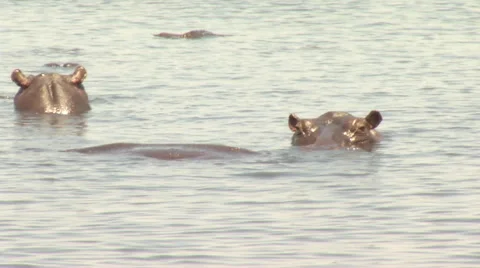 Gaping Hipo 스톡 동영상 47493301