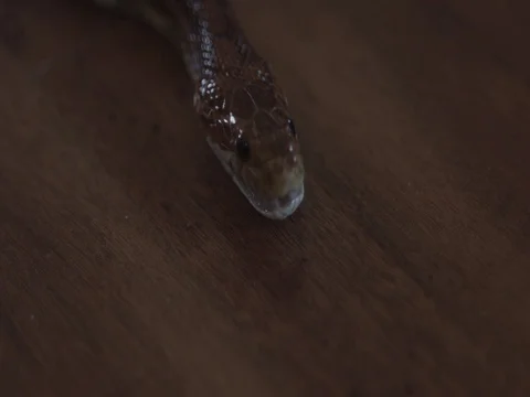 Gaping Snake Stock Footage 76443377