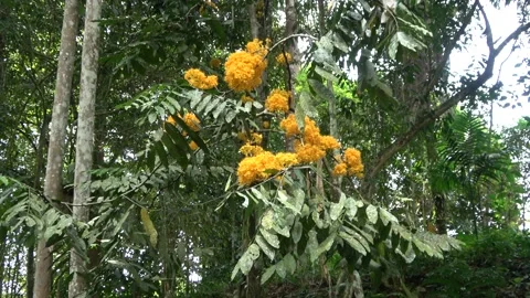 Gapis tree flowering, Malaysia Stock Footage 152806573