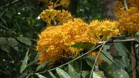 Gapis tree flowering, Malaysia Stock-Footage 152806652