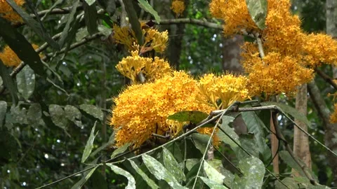 Gapis tree flowering, Malaysia Stock Footage 152806658