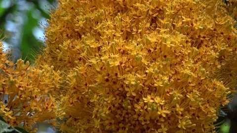 Gapis tree flowering, Malaysia Stock Footage 152806671