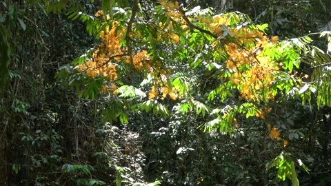 Gapis tree flowering, Malaysia Stock Footage 152806689
