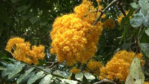 Gapis tree flowering, Malaysia Stock Footage 152806727