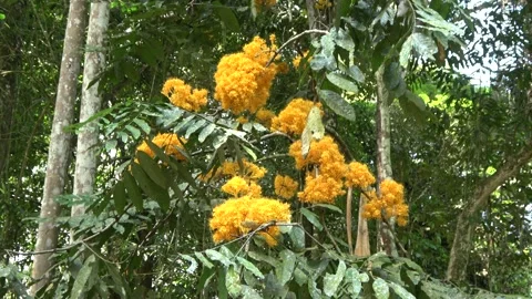 Gapis tree flowering, Malaysia Stock Footage 152806779