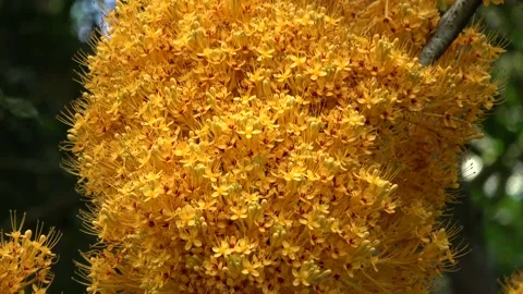 Gapis tree flowering, Malaysia Stock Footage 152806804