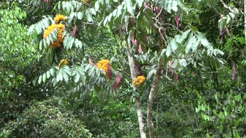 Gapis tree flowering, Malaysia Stock Footage 159637497