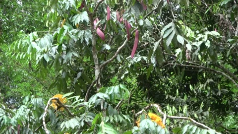 Gapis tree flowering, Malaysia Stock Footage 159637531