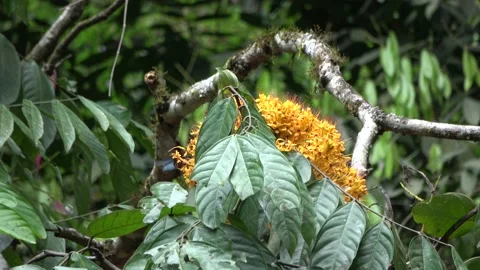 Gapis tree flowering, Malaysia Video stock 159637604