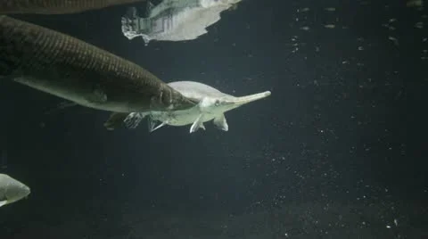 Gar in aquarium Stockbeeldmateriaal 21900334