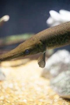 Gar Stock Photos