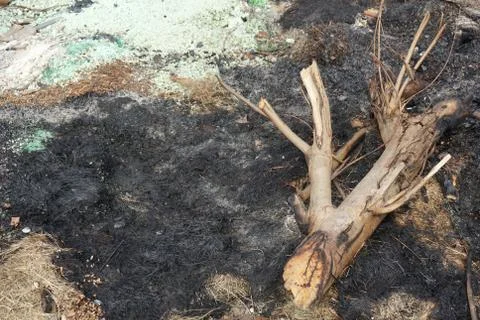 Garbage after burned make the bad environment Foto stock