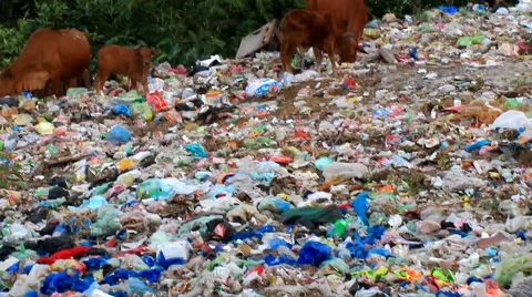 Garbage and cows Stock Footage 44925212