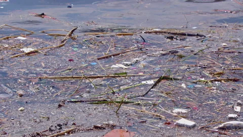 Garbage and Dead Fish Thrown into the Sea Spread Germs to the Environment Stock Footage 284876525