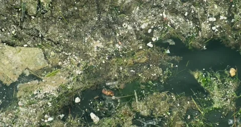 Garbage and dead seaweed floating on sea surface. Stock-Footage 154003673