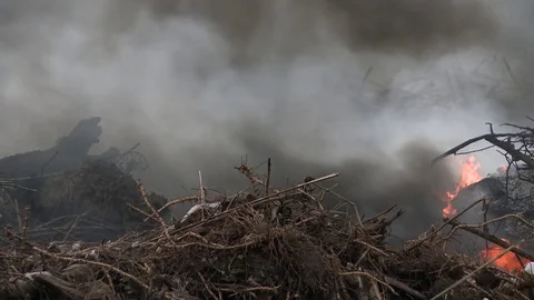 Garbage and fire in nature Stock Footage 81720547