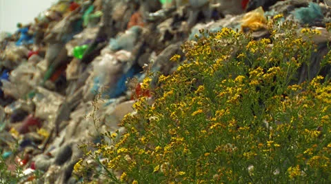 Garbage and flora. Stock Footage 27082671
