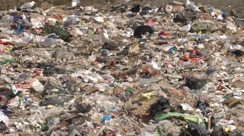 Garbage and Gulls 1 Stock Footage 7749133